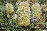 Banksia, Cape Le Grand NP