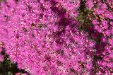 Featherflowers, Kalbarri NP