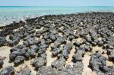 Stromatolithen, Hamelin Pool