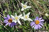 Edelweiss und Alpen Aster