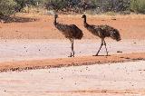 Emus, Carnarvon - Gascoyne Junction