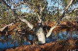 River Red Gum, Goolinee Cattle Pool, Mt Augustus NP