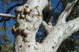 River Red Gum, Warrarla Gum Grove, Mt Augustus NP