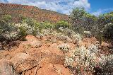 Kotka Gorge, Mt Augustus NP