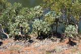 Fortescue River, Millstream Chichester NP