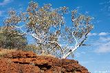 White barked Snappy Gums, Karijini NP