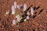 Mulla Mulla, Karijini NP