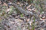 Waran, Stirling Range NP