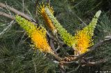 Yellow Flame Grevillea, Bluff Knoll Trail