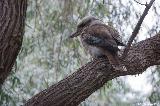 Kookaburra, Bluff Knoll Trail