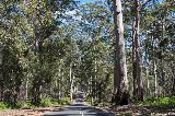 Karri Wald, Shannon NP