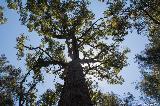 Red Tingle, Walpole Nornalup NP