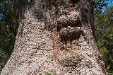 Red Tingle, Walpole Nornalup NP