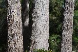 Giant Tingle Tree Trail, Walpole Nornalup NP